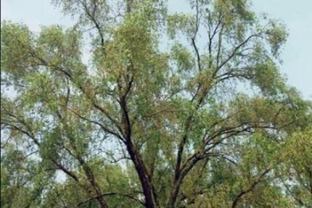 কেওড়ার ফলন ভালো হয়েছে