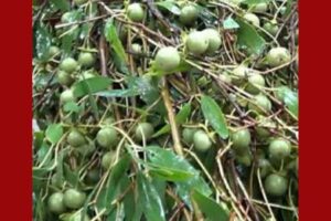 কেওড়া অর্থনৈতিক উন্নয়নে এক নতুন সম্ভাবনা