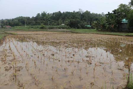 দীর্ঘ বন্যার পানিতে ফসলের ব্যাপক ক্ষয়ক্ষতি 
