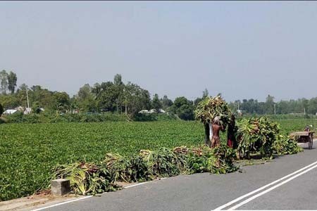 বেড়ায় গো খাদ্য সংকট চরমে দরিদ্রদের গবাদি পশু পালনে ভরসা এখন কচুরিপানা