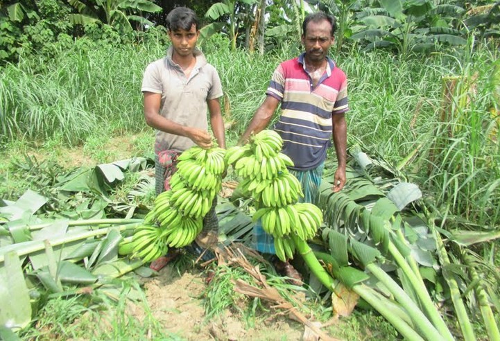 ঝিনাইদহে এক কৃষকের শতাধিক ধরন্ত কলাগাছ কেটে দিয়েছে দুবৃর্ত্তরা