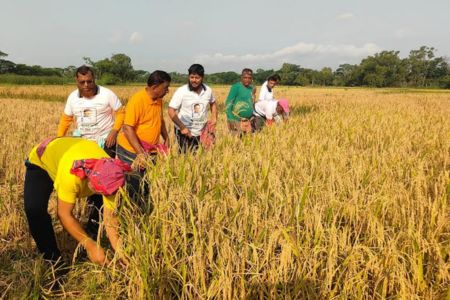 কোটালীপাড়ায় অসহায় কৃষকের ধান কেটে দিলেন এমপি এস এম জিলানী
