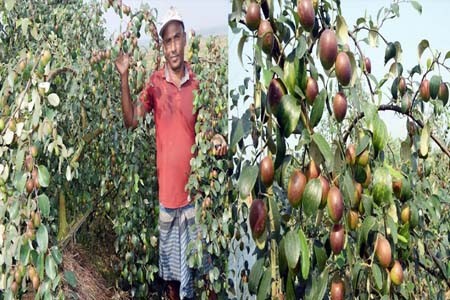 বিদেশী কুল চাষ