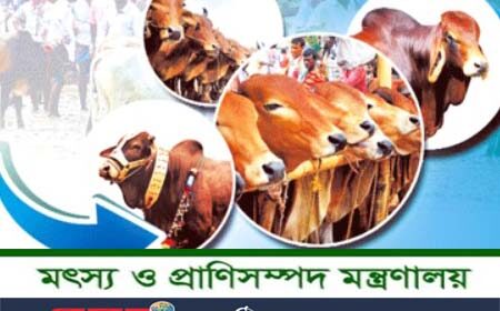 গবাদিপশু কোরবানি
