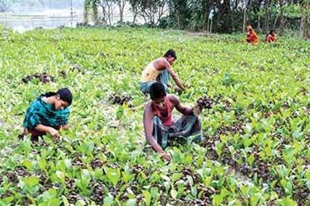 সবজি চাষিরা চিন্তিত