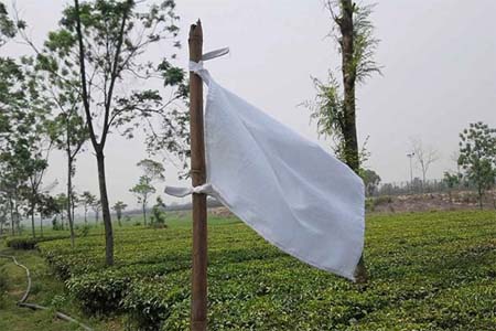 বালিয়াডাঙ্গী উপজেলার জগদল ও বেউরঝাড়ি সীমান্তবর্তী এলাকা