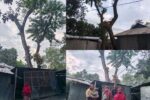হাওয়াতেই ভয় হাওয়া বেগমের, ঘরের ওপর হেলে আছে স্কুলের জমির বিশাল দুই গাছ