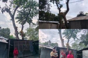 হাওয়াতেই ভয় হাওয়া বেগমের, ঘরের ওপর হেলে আছে স্কুলের জমির বিশাল দুই গাছ