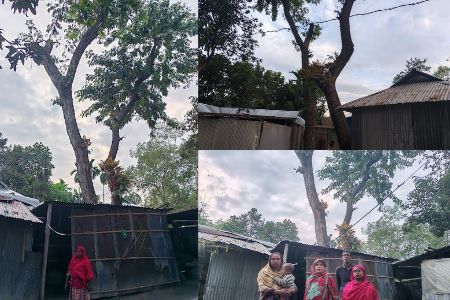 হাওয়াতেই ভয় হাওয়া বেগমের, ঘরের ওপর হেলে আছে স্কুলের জমির বিশাল দুই গাছ