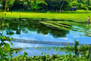 চায়না দুয়ারি জালে নদী-নালা, খাল-বিল ছয়লাব, বিপন্ন দেশীয় মাছ