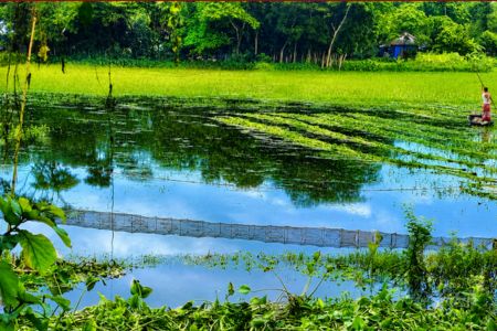 চায়না দুয়ারি জালে নদী-নালা, খাল-বিল ছয়লাব, বিপন্ন দেশীয় মাছ