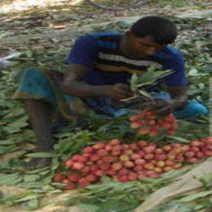 মাগুরায় লোকসানের মুখে লিচু চাষীরা