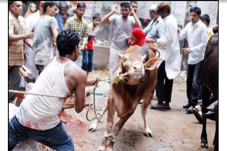 সারাদেশে কোরবানী দিতে গিয়ে আহত দেড় শতাধিক