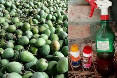 শার্শার বেলতলা বাজারে অপরিপক্ক হিমসাগরের ছড়াছড়ি; কেমিক্যাল ছিটিয়ে পাকানো হচ্ছে আম