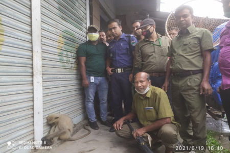 কালীগঞ্জে অসুস্থ্য হনুমানকে বন বিভাগের কাছে হস্তান্তর করল পুলিশ