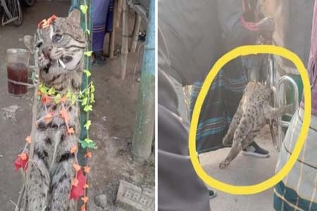 ঝিনাইদহে মেছো বিড়াল হত্যার অপরাধে আসামি গ্রেপ্তার