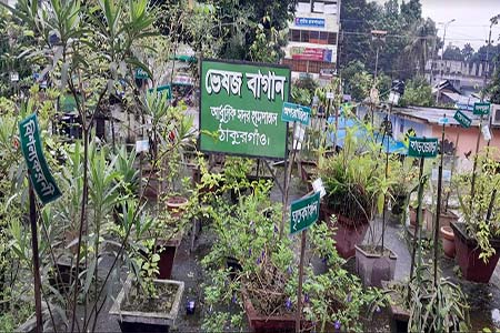 ছাদে ঔষধি বাগান