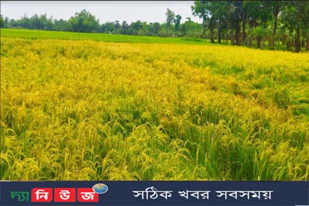ধামইরহাটে প্রতিপক্ষের শত্রুতার বিষে পুড়ল কৃষক মেহেদীর জমির ধান