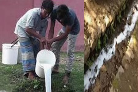 ডেইরি ফার্মের মালিকরা উৎপাদিত দুধ নিয়ে চরম বিপাকে