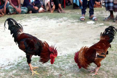 পৌষ সংক্রান্তিতে ঐতিহ্যবাহী মোরগ লড়াই