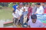 মধুখালীতে উন্মুক্ত ও প্রাতিষ্ঠানিক জলাশয়ে কার্পজাতীয় মাছের পোনা অবমুক্ত
