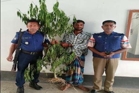মধুখালীতে গাঁজা গাছ সহ মাদক বিক্রেতা আটক-১
