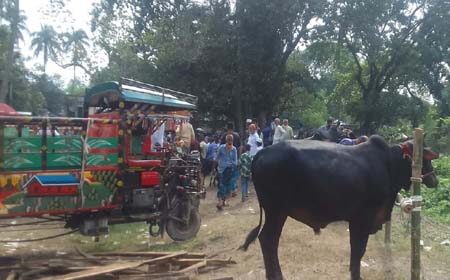 কোরবানির পশুর হাট