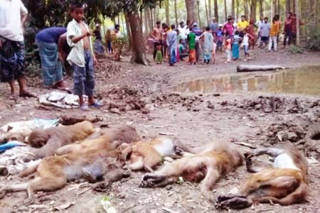 খাদ্যেবিষ দিয়ে বানর হত্যা
