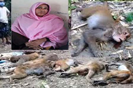 বানর হত্যাকারী শাহানা