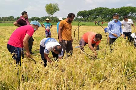 কালীগঞ্জে শিক্ষক শিক্ষিকাদের নিয়ে মাঠে ধান কাটলেন সাংসদ আনার