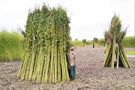 পানির অভাবে পাট জাগ দিতে পারছেন না নড়াইলের কৃষকরা