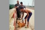 কুকুরের গলায় ইট বেঁধে সেতু থেকে নদীতে নিক্ষেপ, যুবকক গ্রেপ্তার