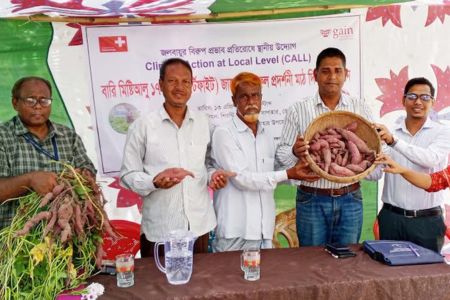 সাপাহারে বারি মিষ্টিআলু-১৭ জাতের ফলাফল প্রদর্শনী