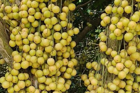 ঠাকুরগাঁওয়ে লটকনের জম জমাট ব্যবসা