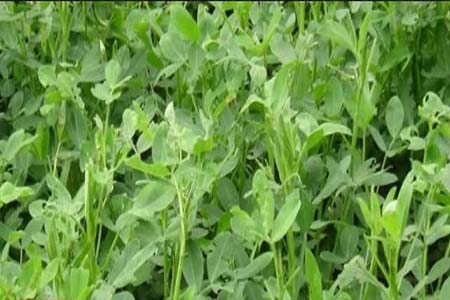 বাদামের বাম্পার ফলন