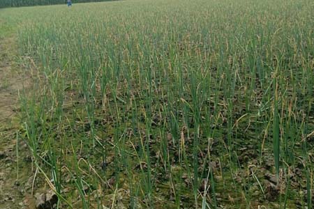 গ্রীষ্মকালীন পেঁয়াজ চাষ