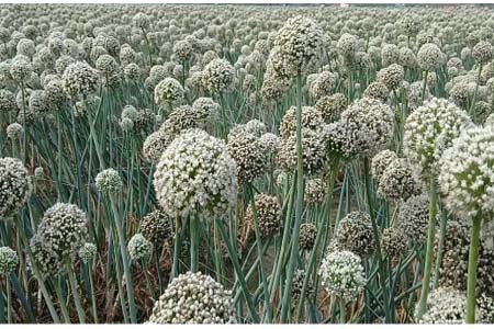 পেঁয়াজ বীজের বাম্পার ফলন