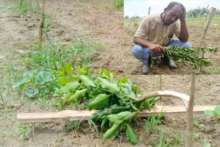 গাছের কি অপরাধ