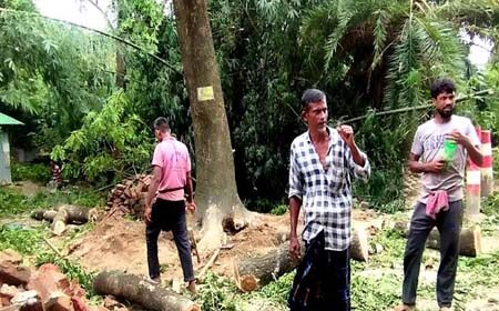 জমির গাছ কেটে বিক্রি