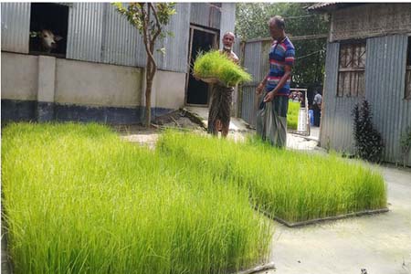 বাড়ির উঠানে বীজতলা