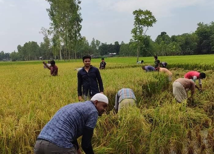 রোজা রেখে অসহায় কৃষকের ধান কেটে দিল ফুলবাড়ী উপজেলা ছাত্রলীগ