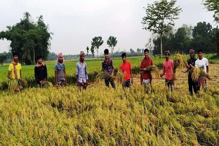 জনপ্রশাসন প্রতিমন্ত্রীর নির্দেশে দরিদ্র কৃষকের ধান কাটে মহাজনপুর ইউনিয়ন ছাত্রলীগ