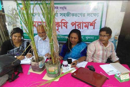 দাকোপে ধানের ক্ষেতে কারেন্ট পোকার আক্রমন