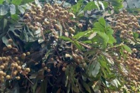 আঁশফলের বাম্পার ফলন