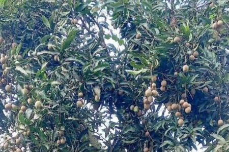 পাইকগাছায় স্ক্যাব রোগে আক্রান্ত লতা আম দেখতে বাদামি ধুসর বর্ণ; বাজারে চাহিদা নেই