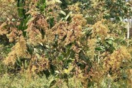 পাইকগাছায় আম গাছ মুকুলে ভরে গেছে;  আমের সোনালি মুকুলে সৌরভ ছড়াচ্ছে