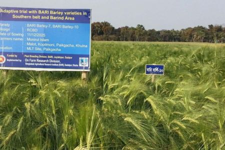 পাইকগাছায় পরীক্ষামূলক বার্লি চাষ,লবণাক্ত জনপদে কৃষিতে নতুন সম্ভাবনা
