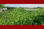পাইকগাছায় ঘেরের আইলে সবজি চাষ জনপ্রিয় হয়ে উঠেছে 