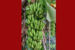 জি-নাইন কলা চাষে সফল পাইকগাছার নারায়ণ অধিকারী