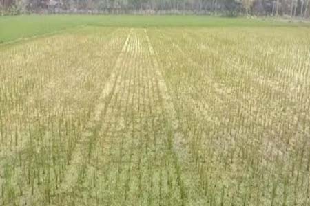 পাইকগাছার বোয়ালিয়া বীজ উৎপাদন খামার; উৎপাদন লক্ষমাত্রা পূরনে ব্যাহতের শঙ্কা